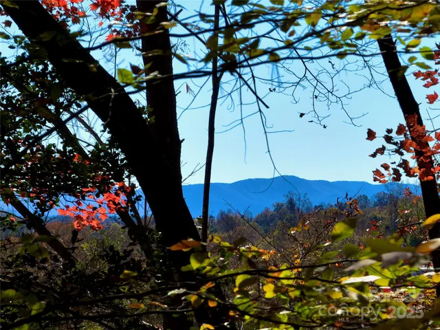 a view of a bunch of trees