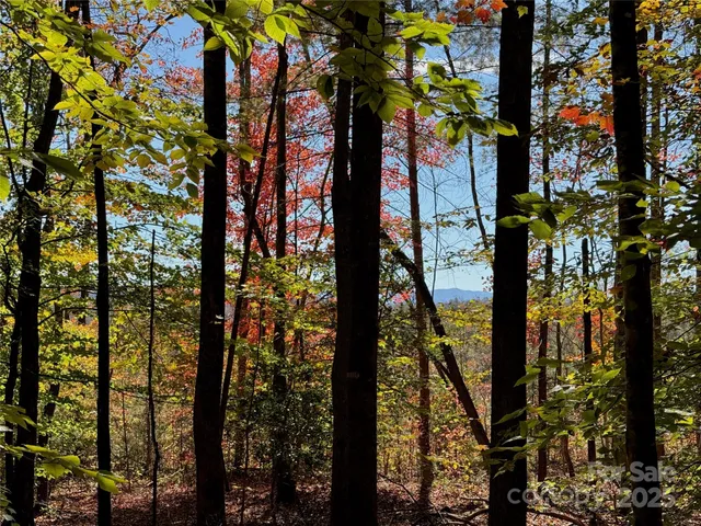 a view of a yard with plants and tree
