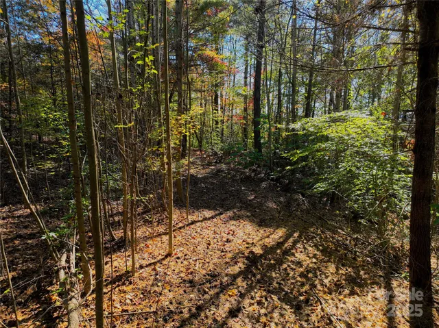 a view of a forest that has large trees