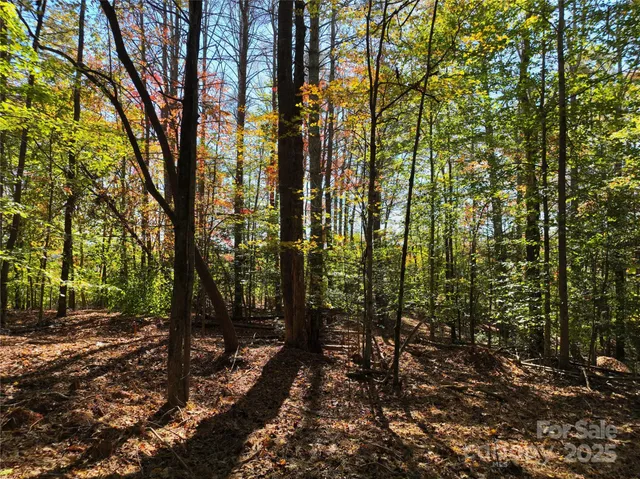 a view of a forest with trees