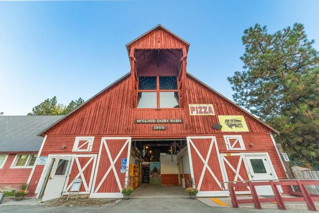 a view of under a large tree