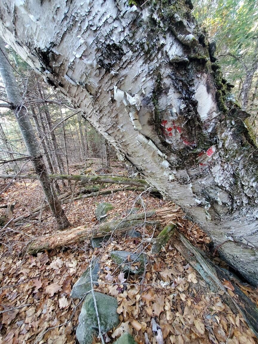 Lot 65-2 Ramsdell Ridge Road Milo, ME 04463 - Photo 20 of 26 old paint line + stonre wall- west side