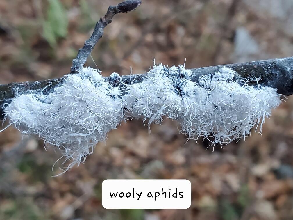 Lot 65-2 Ramsdell Ridge Road Milo, ME 04463 - Photo 24 of 26 wooly aphids