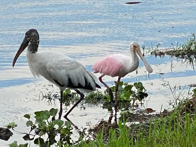a view of a garden with plants