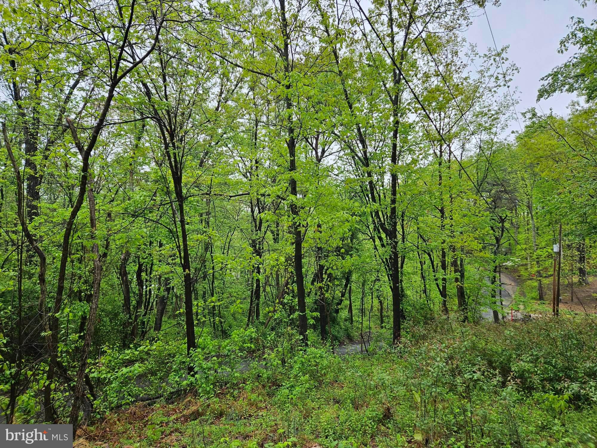 Mountain Road Augusta, WV 26704 - Photo 2 of 11