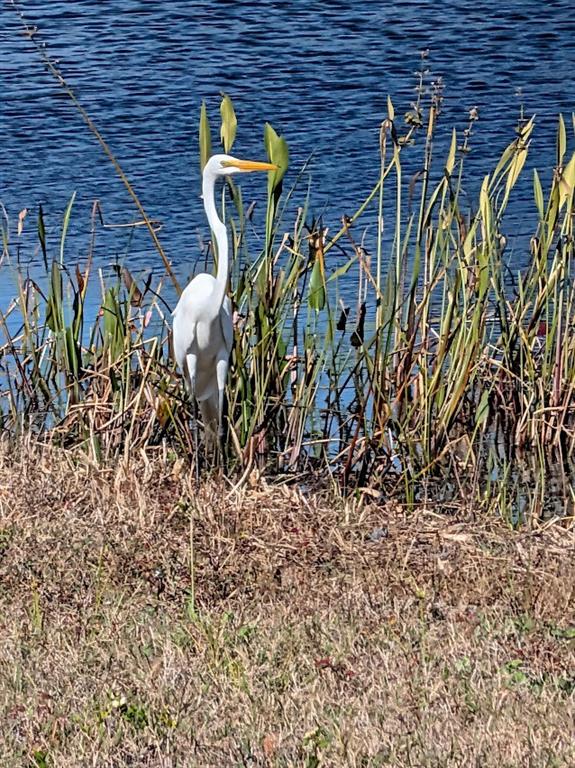 19613 Long Lake Ranch Boulevard Lutz, FL 33558 - Photo 49 of 59