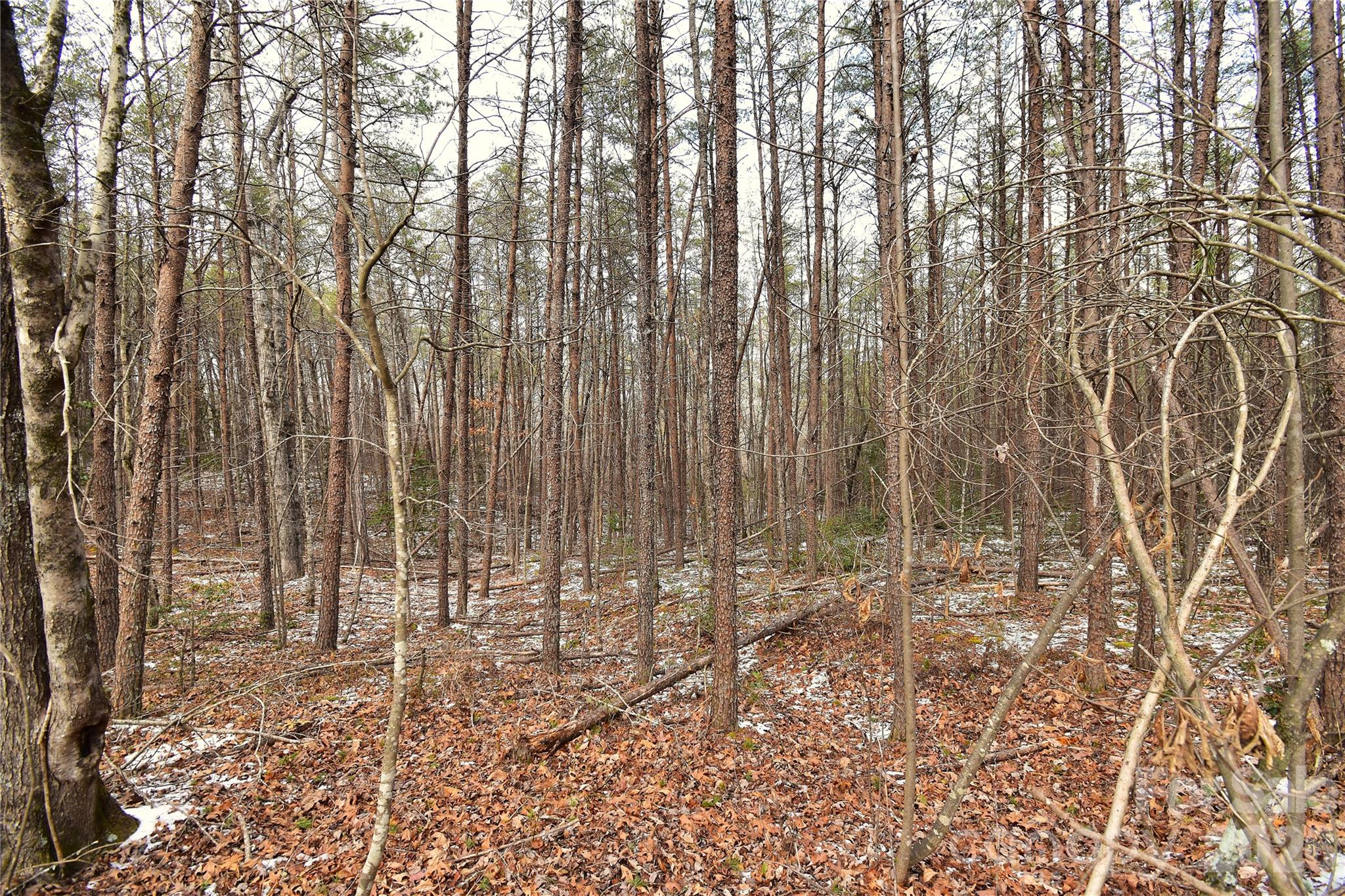 0 King Stepp Road Mill Spring, NC 28756 - Photo 10 of 12