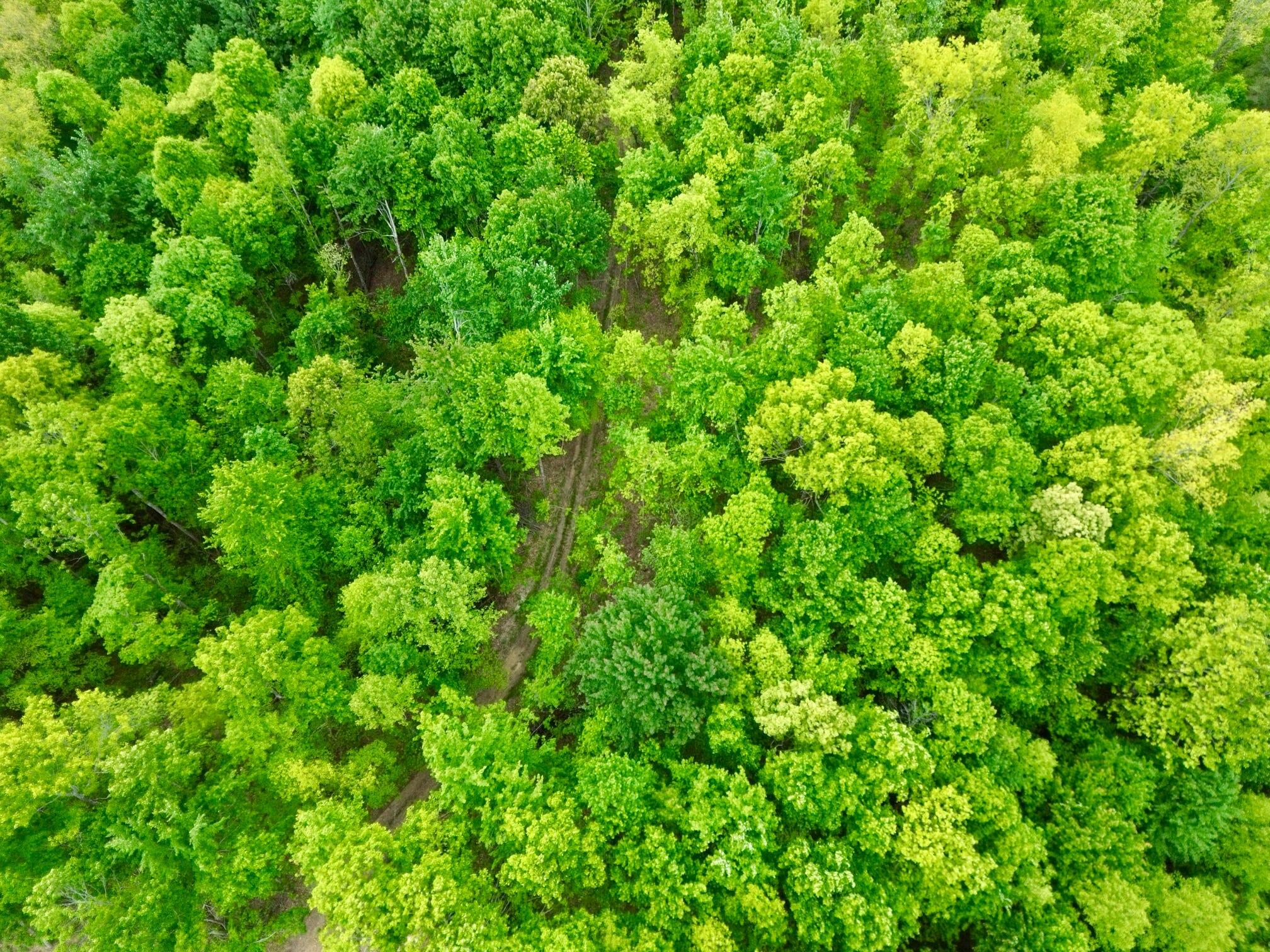 100 A Open Fork Road Morehead, KY 40351 - Photo 50 of 75 Trees