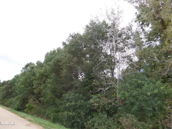 a view of a tree in a forest