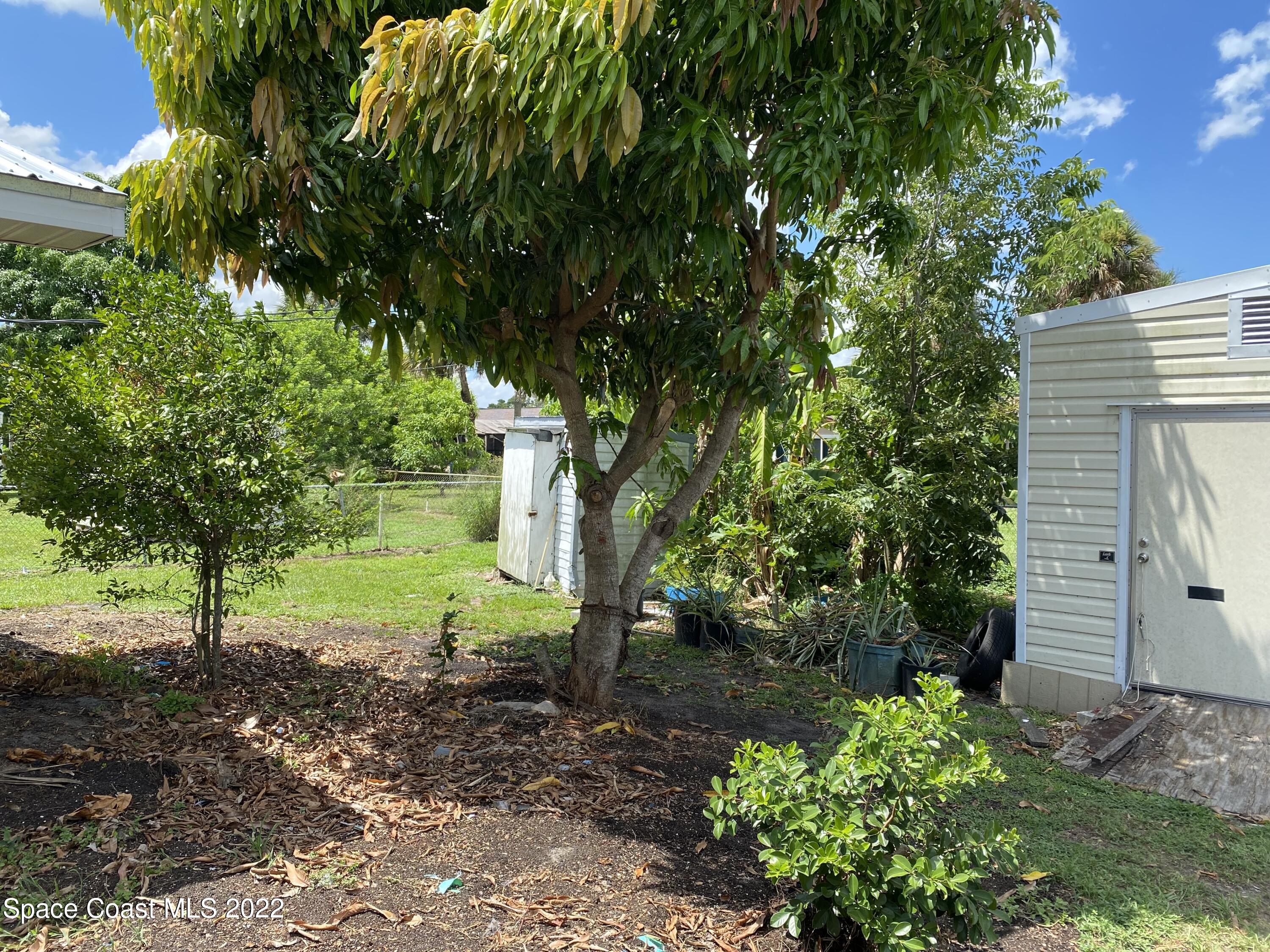 2097 Beekman Street Northeast Palm Bay, FL 32905 - Photo 33 of 35 beekman tree