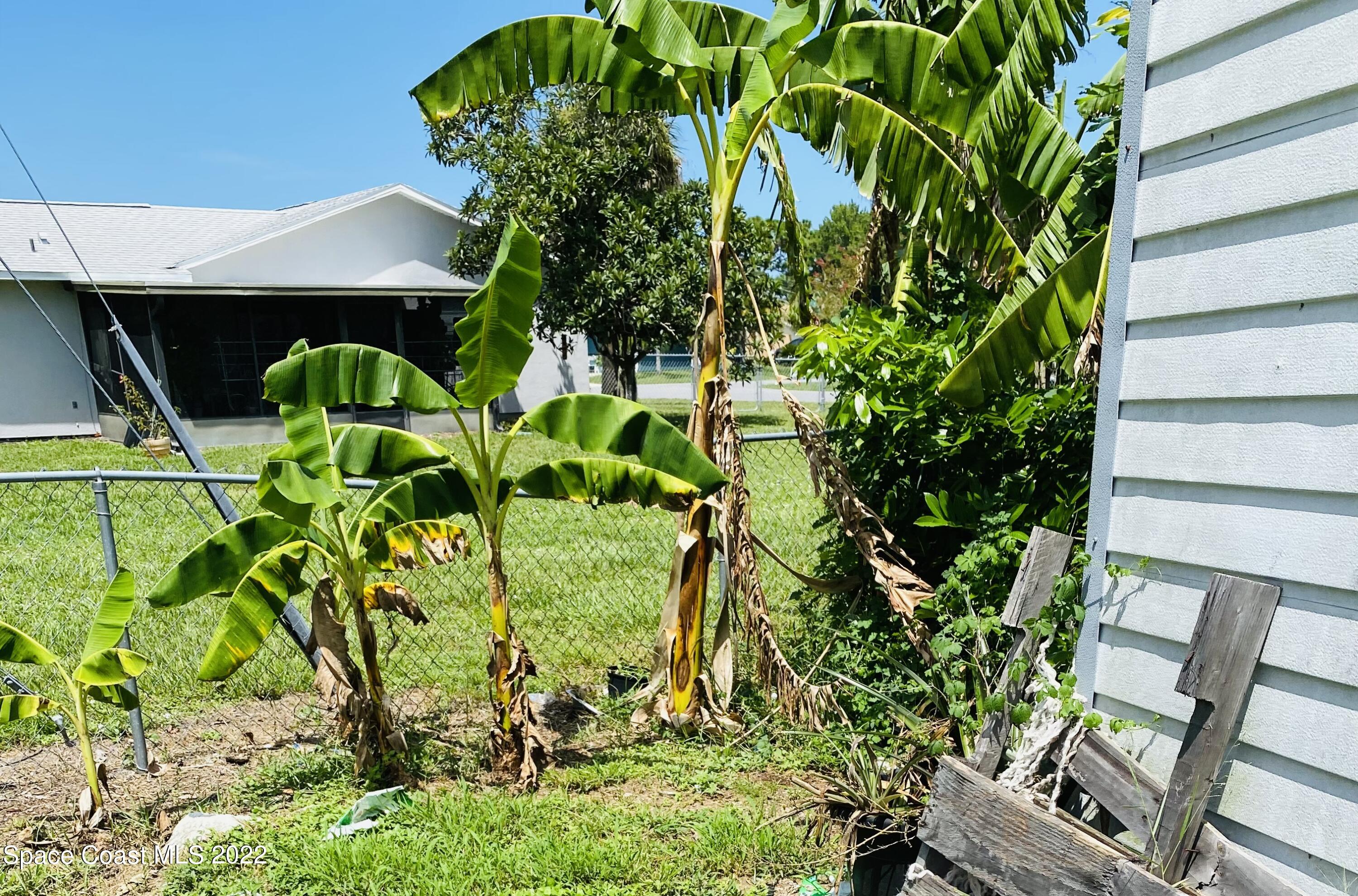 2097 Beekman Street Northeast Palm Bay, FL 32905 - Photo 34 of 35 beekman banana