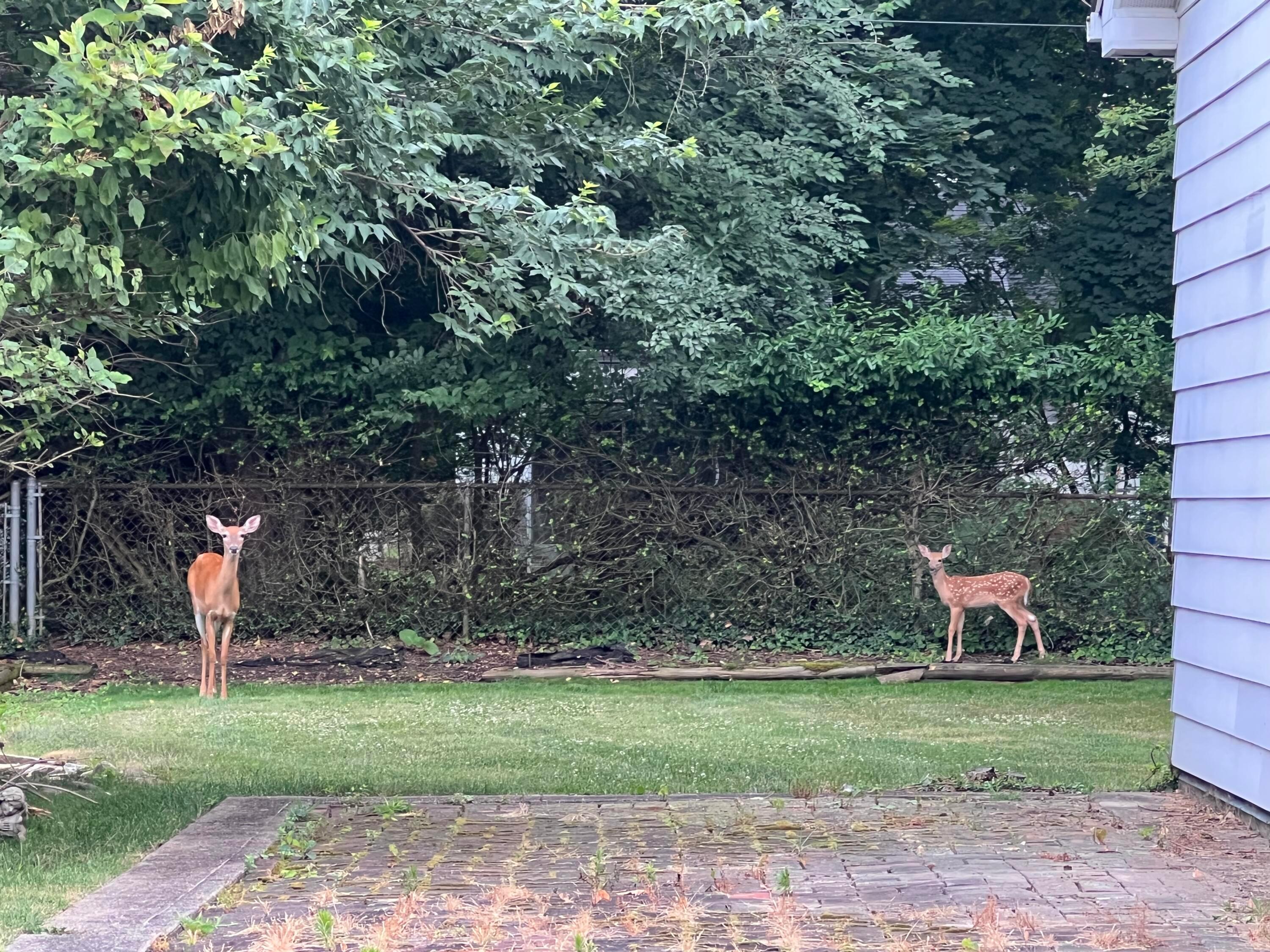 261 Wetmore Road Columbus, OH 43214 - Photo 26 of 38 The Deer love this yard!