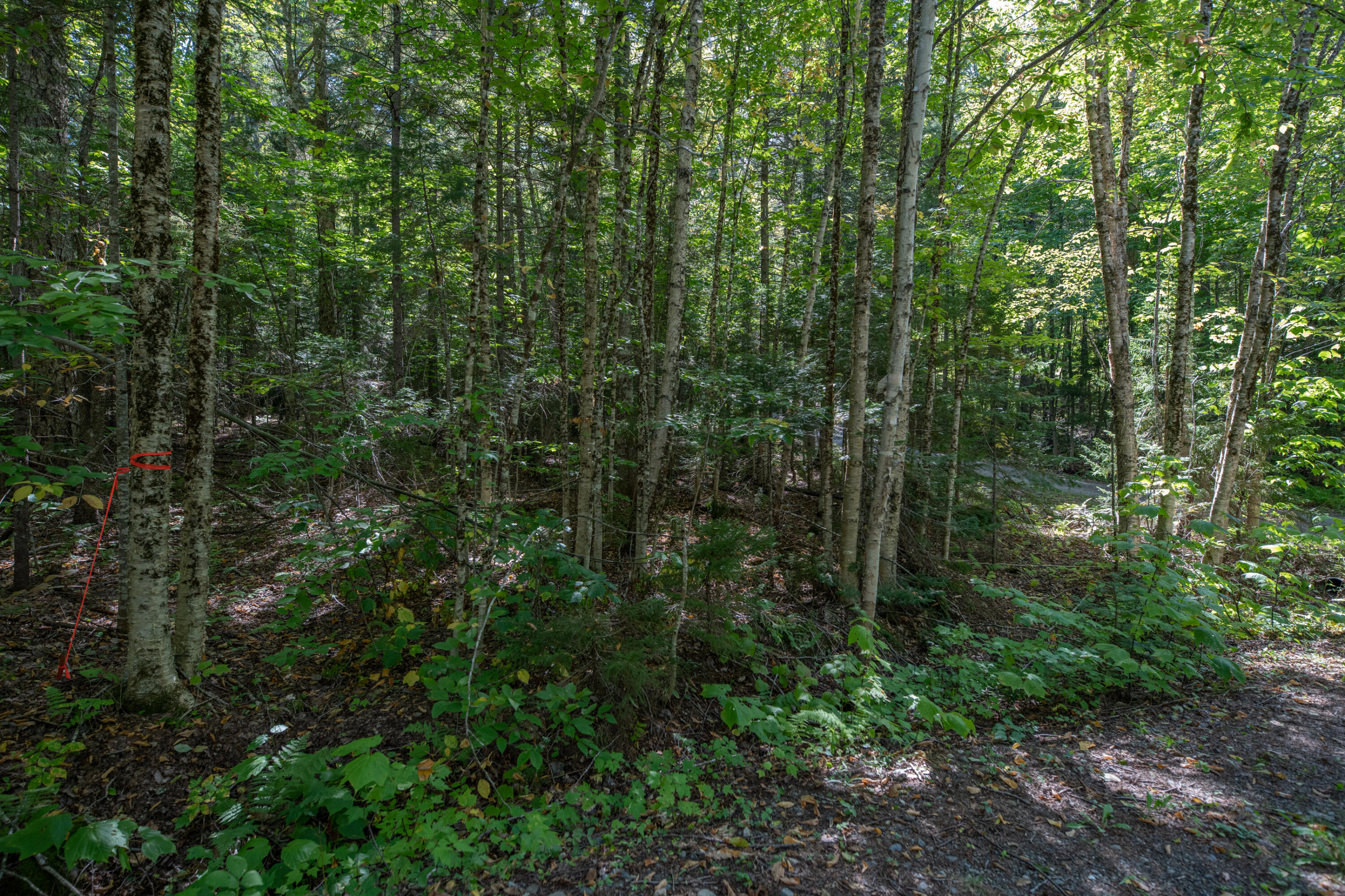 Lot 44 Otter Slide Road Greenville, ME 04441 - Photo 13 of 14 DSC_4563