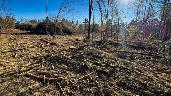 a view of a dry yard with trees
