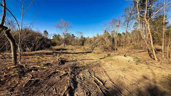 a view of a forest with trees in front of it