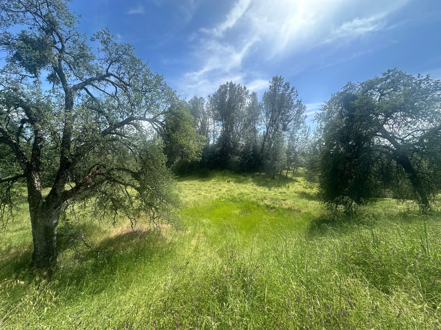 4069 Parrotts Ferry Road Vallecito, CA 95251 - Photo 16 of 32 a view of yard with green space