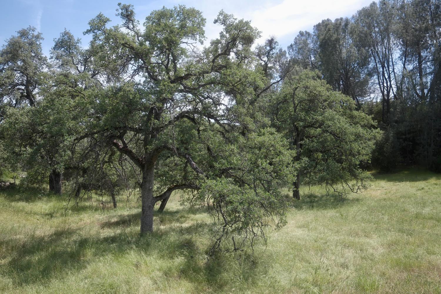 4069 Parrotts Ferry Road Vallecito, CA 95251 - Photo 26 of 32 a view of a yard with a tree