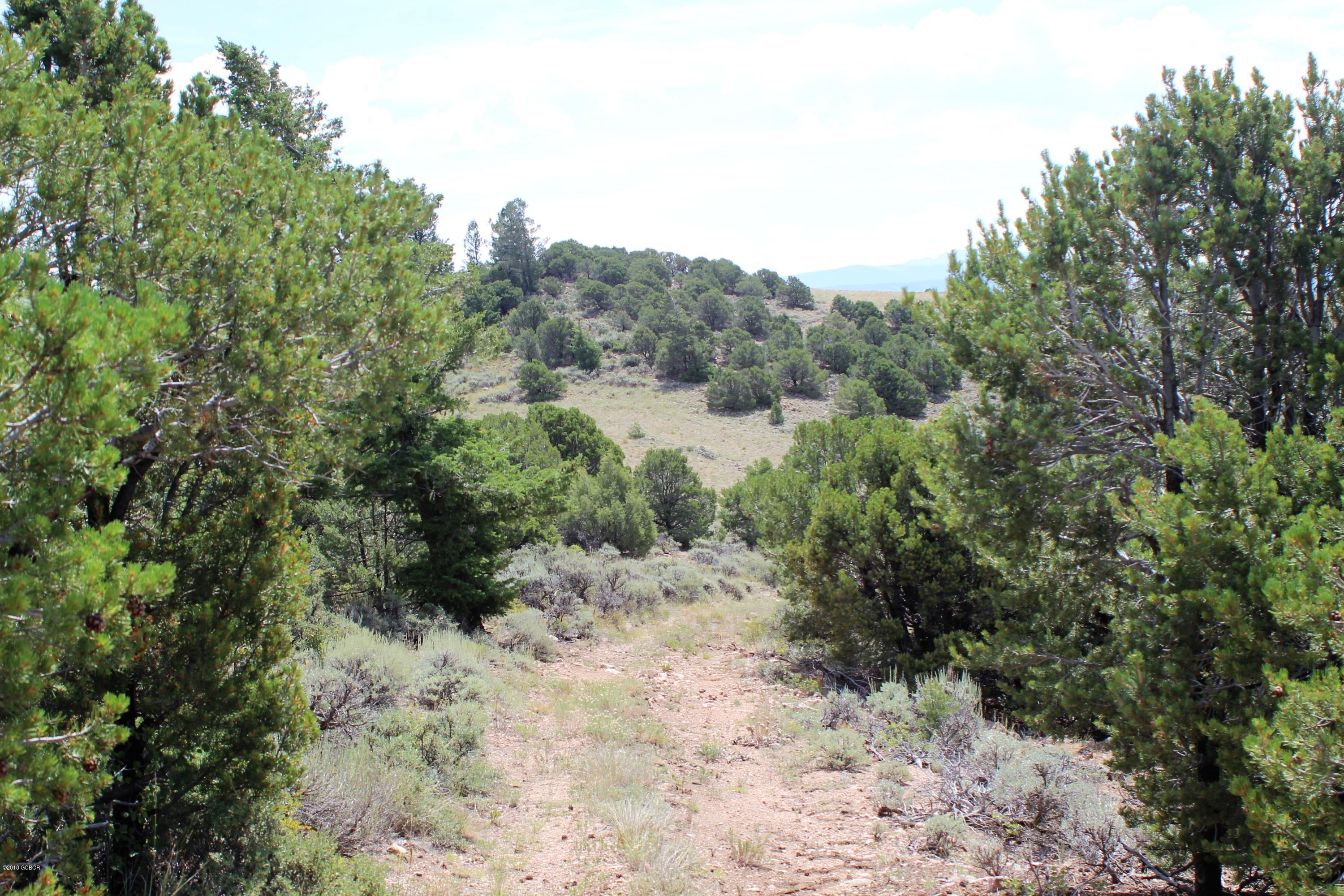 Tbd Copper Spur Road Bond, CO 80423 - Photo 11 of 41 a view of a forest with trees in the background