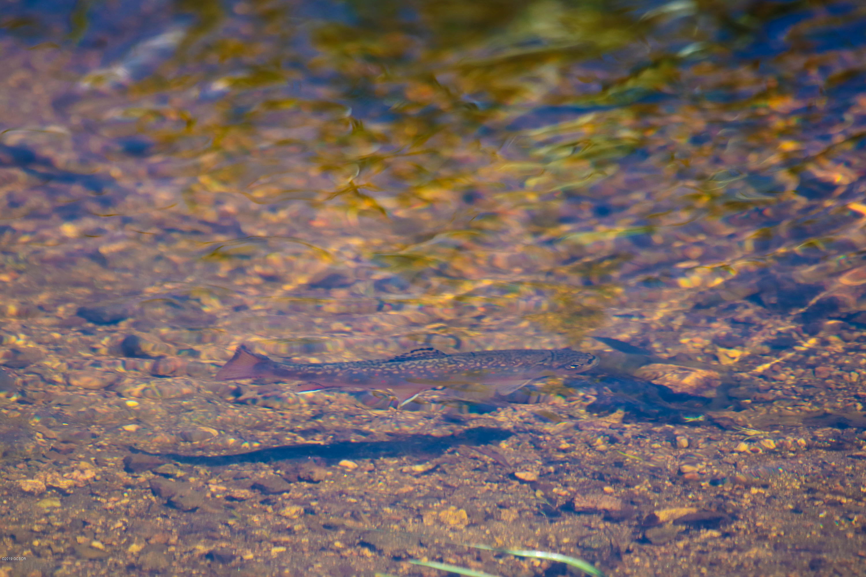 Tbd Copper Spur Road Bond, CO 80423 - Photo 4 of 41