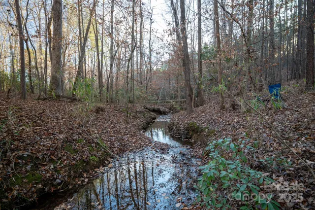 a view of a forest with trees in the background