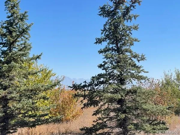 a view of a tree in a yard with a tree