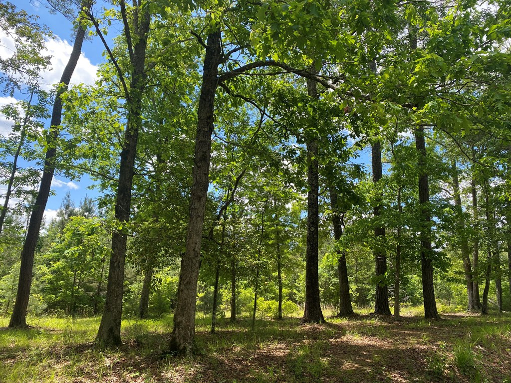 3352 A Mound Road Northeast Wesson, MS 39191 - Photo 2 of 10 Photo 2