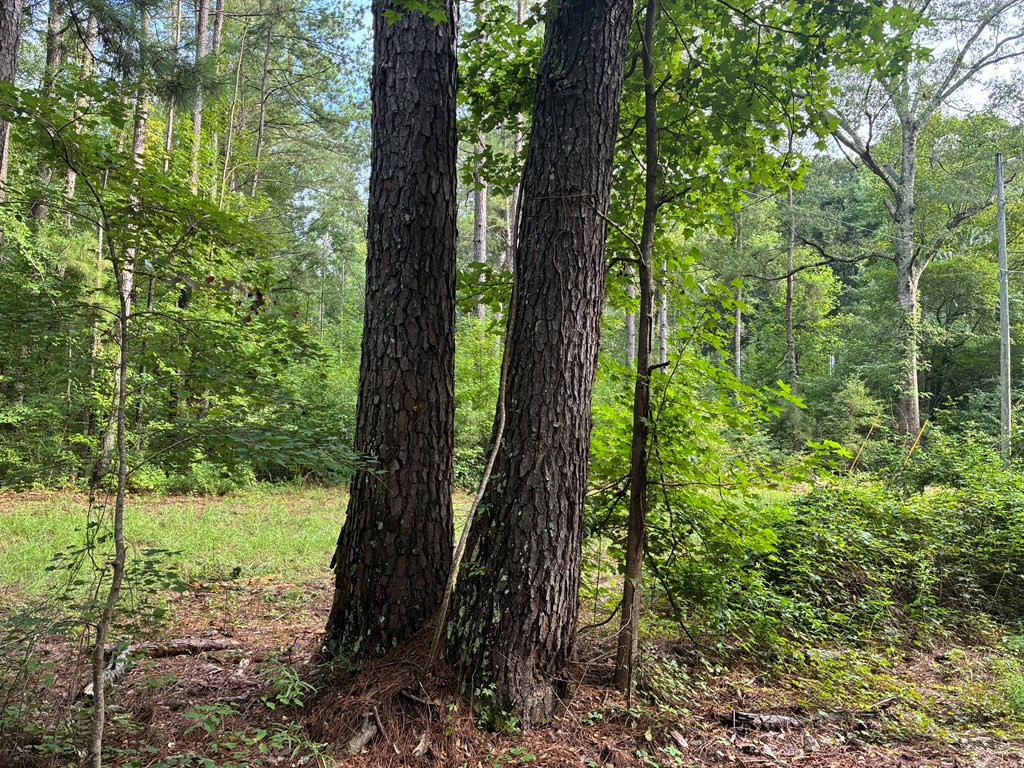 3352 A Mound Road Northeast Wesson, MS 39191 - Photo 4 of 10 Photo 4