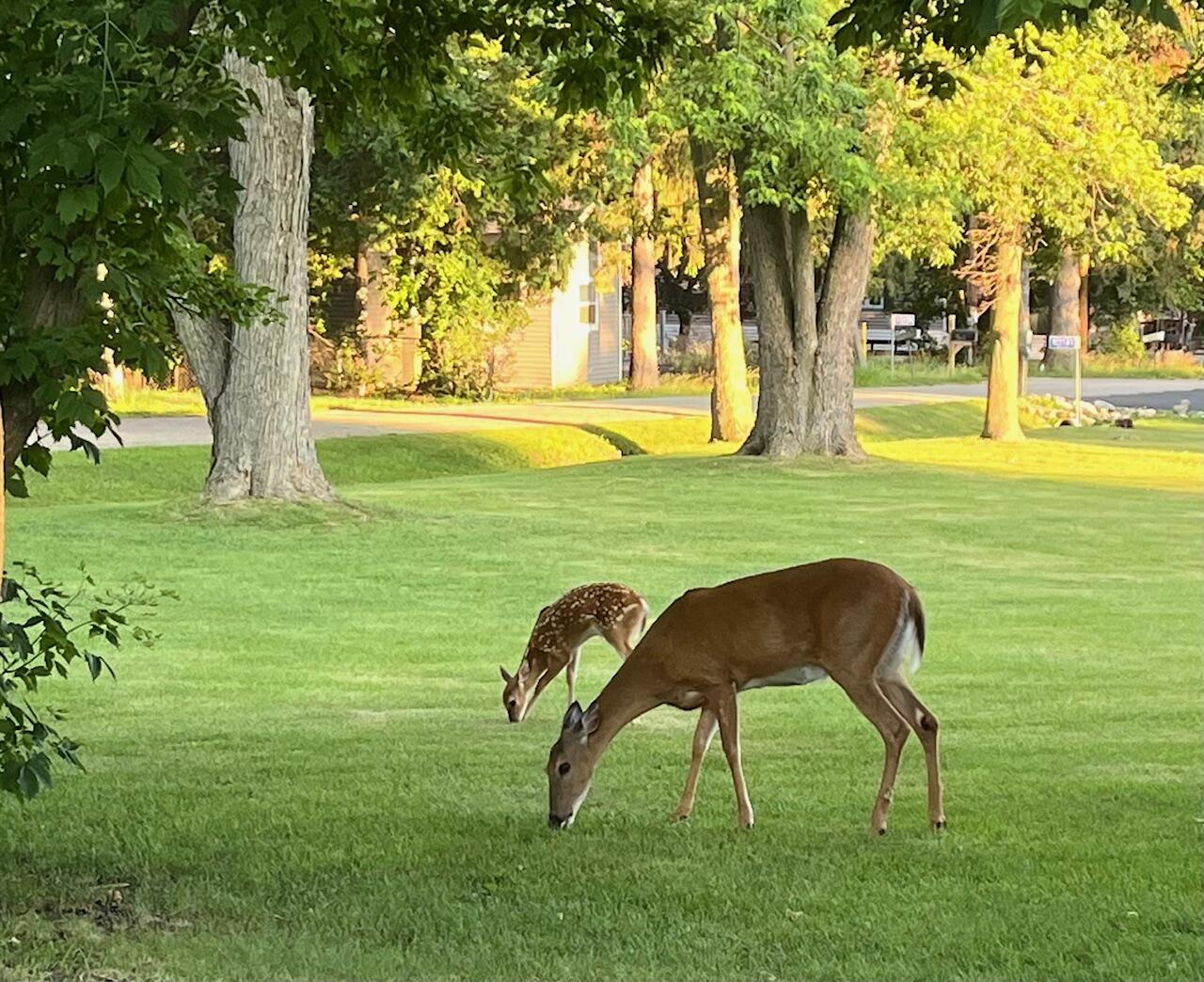 N3193 Nymph Road Geneva, WI 53147 - Photo 65 of 65 Deer in Back Yard