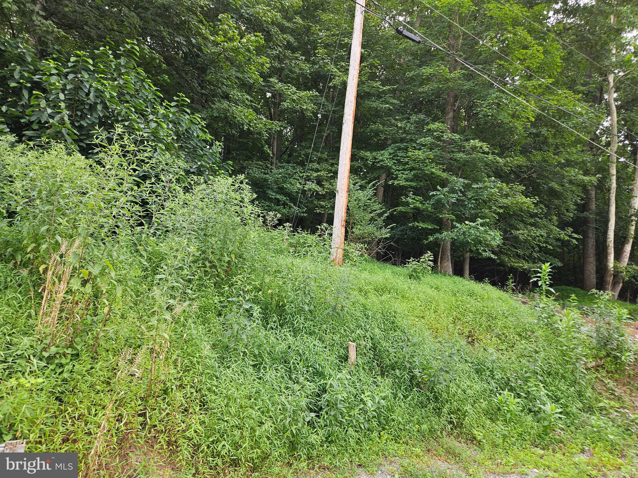 3 Park Boulevard Falling Waters, WV 25419 - Photo 9 of 42 a view of a yard with a tree