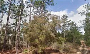 $10,000 | Akron Street, Interlachen, FL 32148