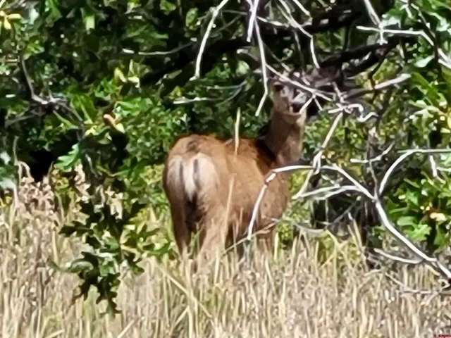 $230,000 | Lot #36 North Gurley Lake Drive, Norwood, CO 81423