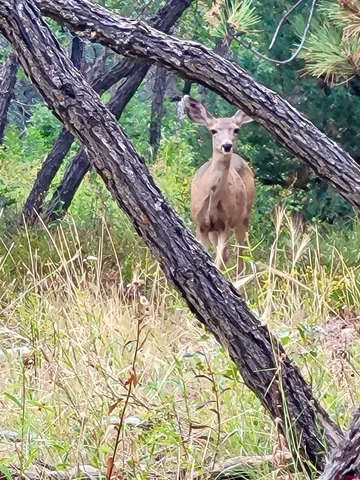 $230,000 | Lot #36 North Gurley Lake Drive, Norwood, CO 81423