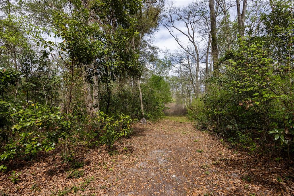 1187 Boston Road Fort White, FL 32038 - Photo 20 of 26 a view of a forest with trees in the background