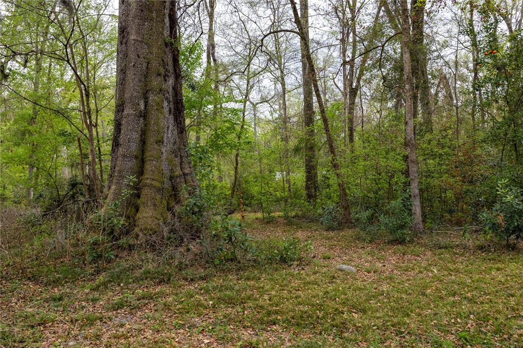 1187 Boston Road Fort White, FL 32038 - Photo 10 of 26 a view of a forest with trees