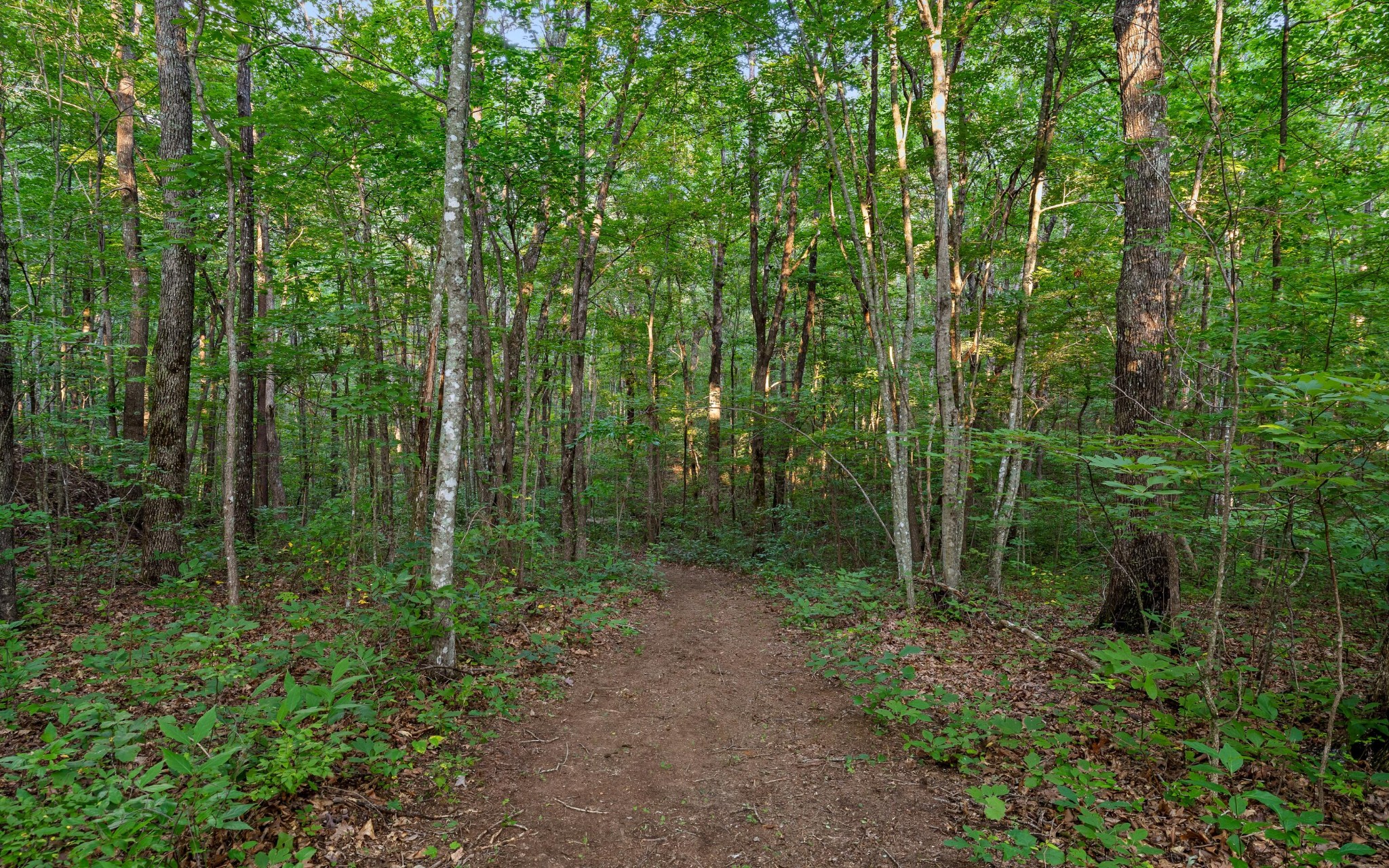 783 Leather Gap Road Dunlap, TN 37327 - Photo 30 of 47 Gallery Image 30