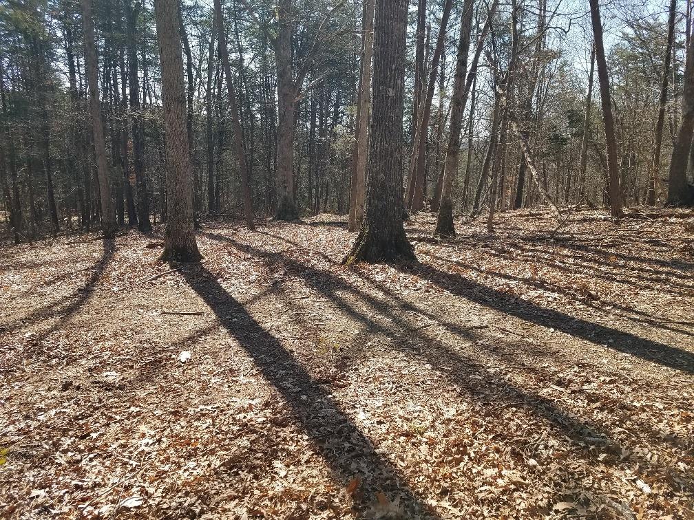 0 Timber Ridge Buchanan, VA 24066 - Photo 3 of 7 a view of a yard with trees