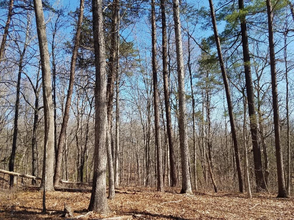 0 Timber Ridge Buchanan, VA 24066 - Photo 4 of 7 a view of a backyard of the house