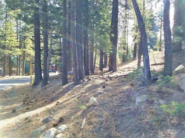 a view of a forest with trees