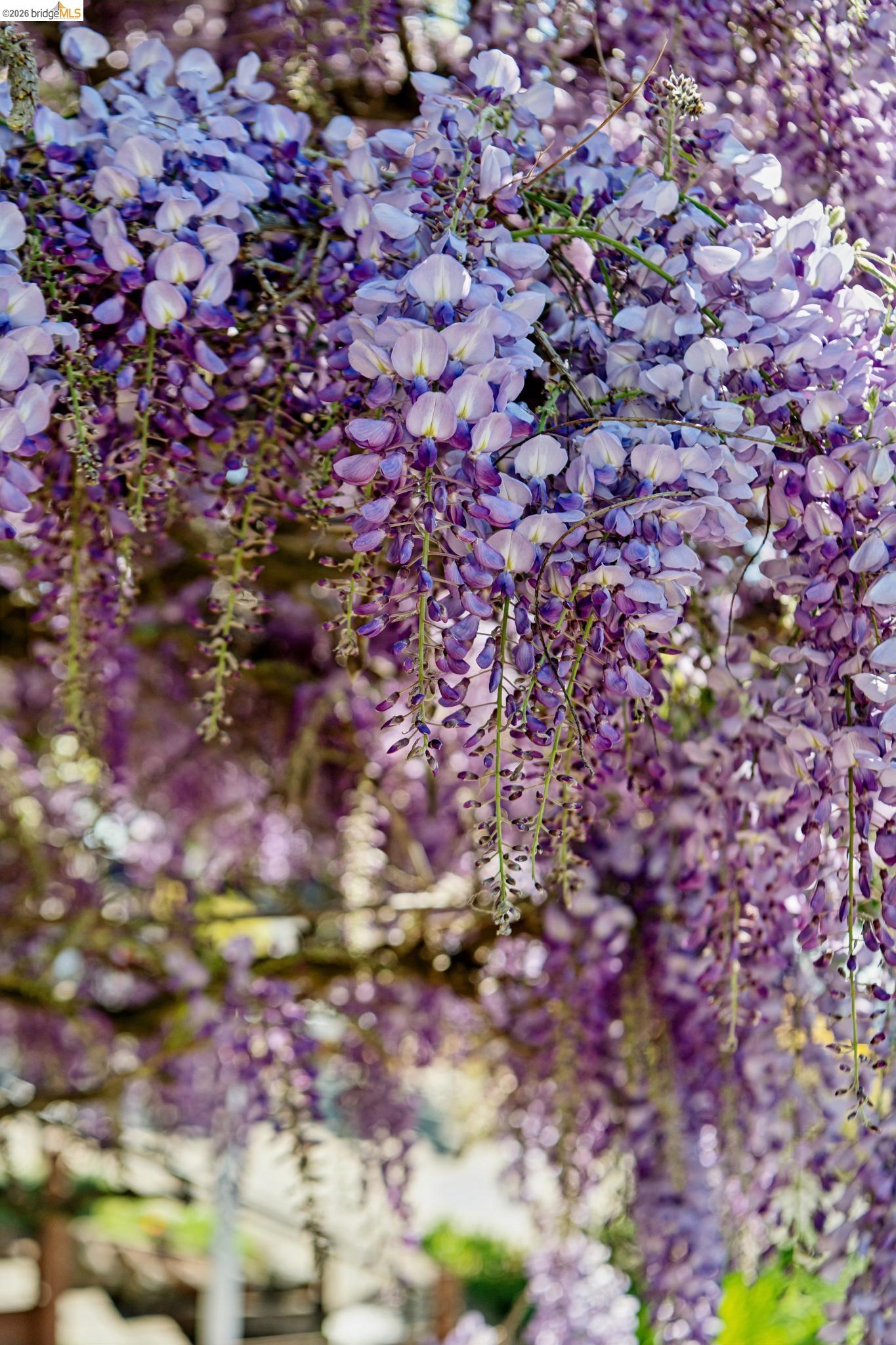 249 Trinity Avenue Kensington, CA 94708 - Photo 7 of 60