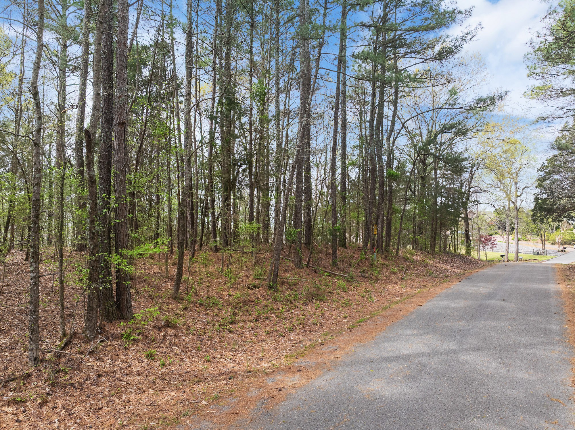 0 Branch Loop Big Sandy, TN 38221 - Photo 3 of 16 a view of a forest that has large trees