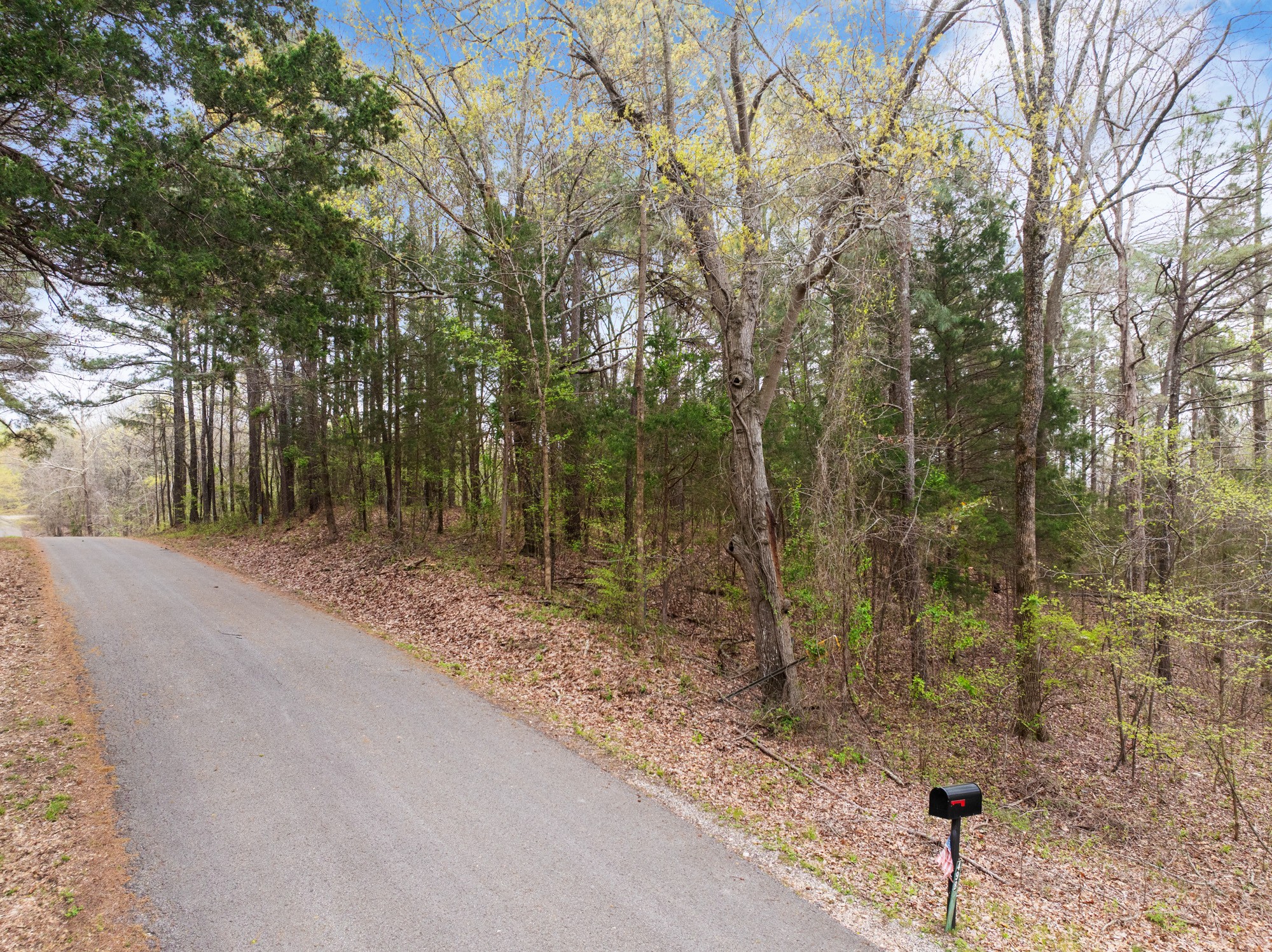 0 Branch Loop Big Sandy, TN 38221 - Photo 4 of 16 a view of a forest filled with trees
