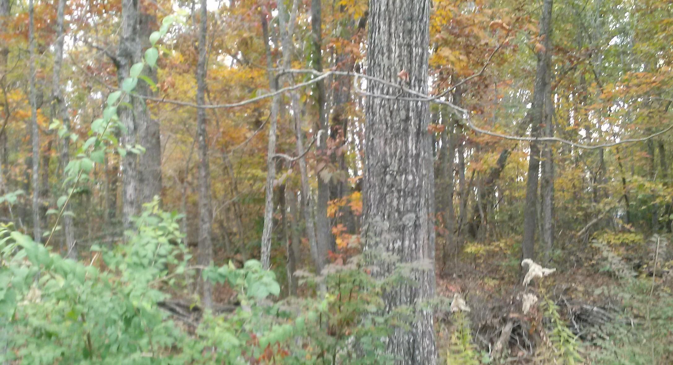 Joe Tabor Road Crossville, TN 38571 - Photo 1 of 1 vfvbhfgb