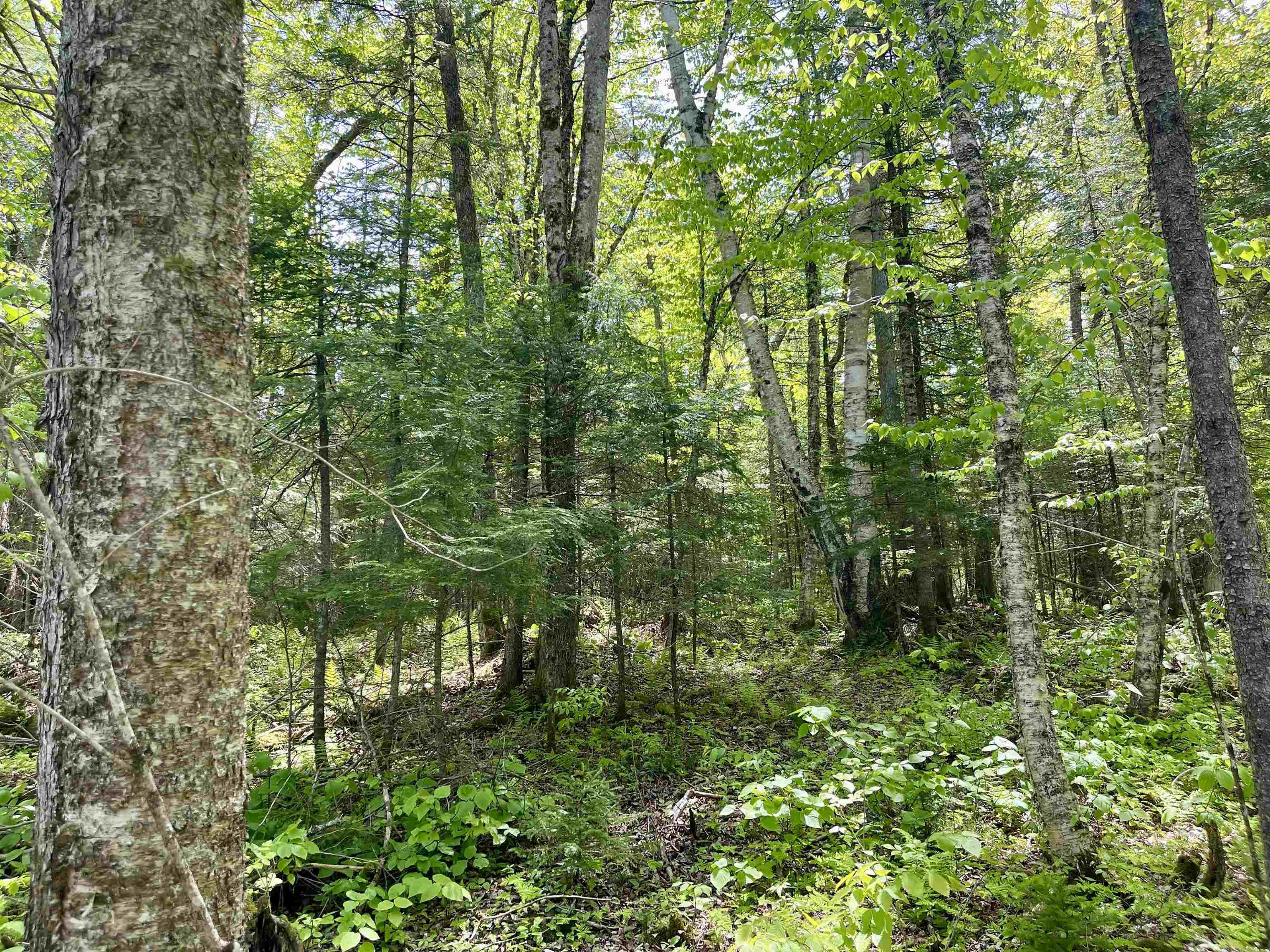 0 Mountain Road East Burke, VT 05832 - Photo 6 of 26