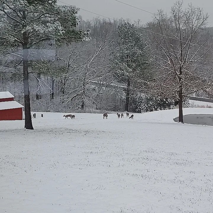 959 Herman Adams Road Cumberland City, TN 37050 - Photo 41 of 62