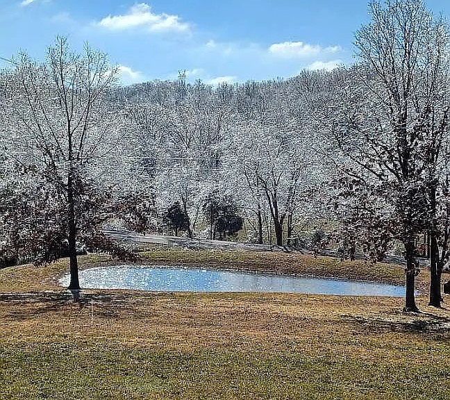 959 Herman Adams Road Cumberland City, TN 37050 - Photo 43 of 62 a view of a yard with a tree
