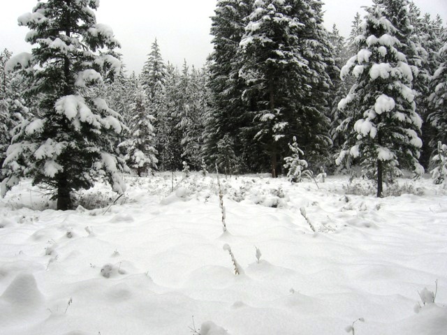Potential House Site