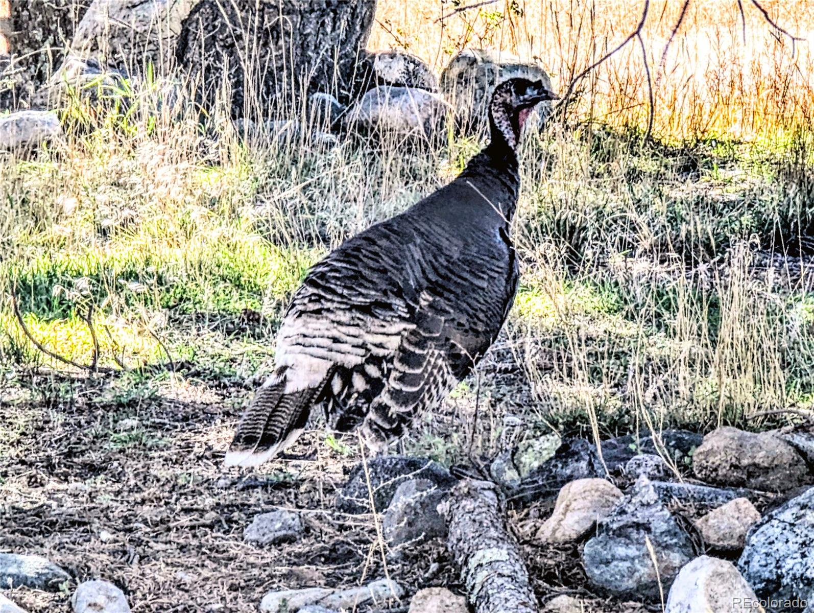 97 Loop Drive Howard, CO 81233 - Photo 26 of 33 a view of water from a yard