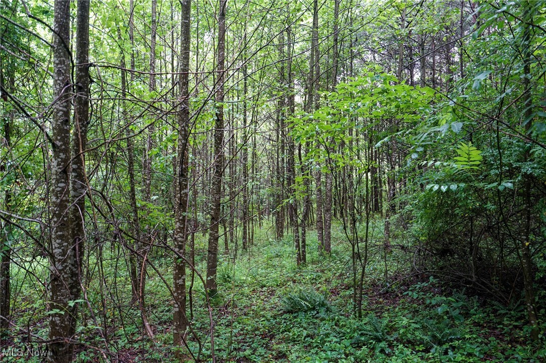 Meacham Road Ray, OH 45672 - Photo 27 of 31 View of tree filled area