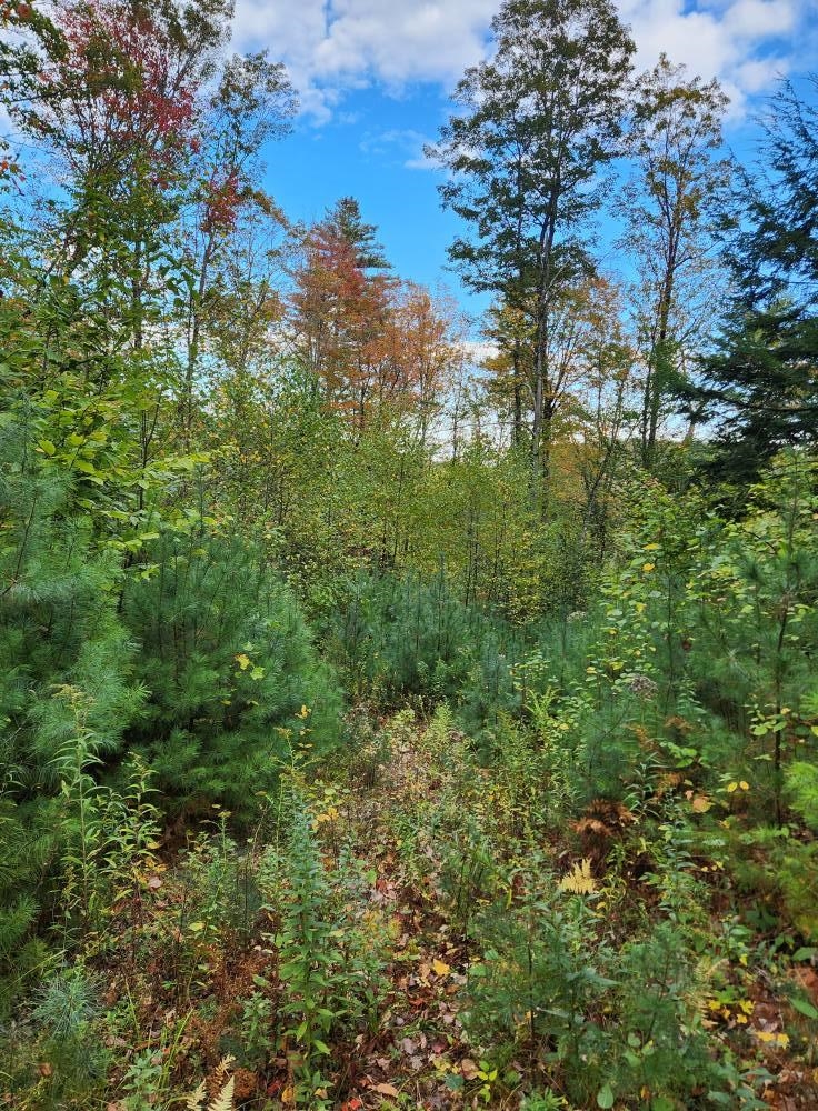 Bagley Hill Road, Unit 66 Warner, NH 03278 - Photo 16 of 22