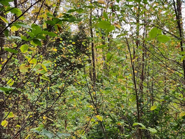 $153,000 | Bagley Hill Road, Unit 66, Warner, NH 03278